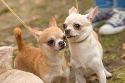 短毛小型犬有哪些