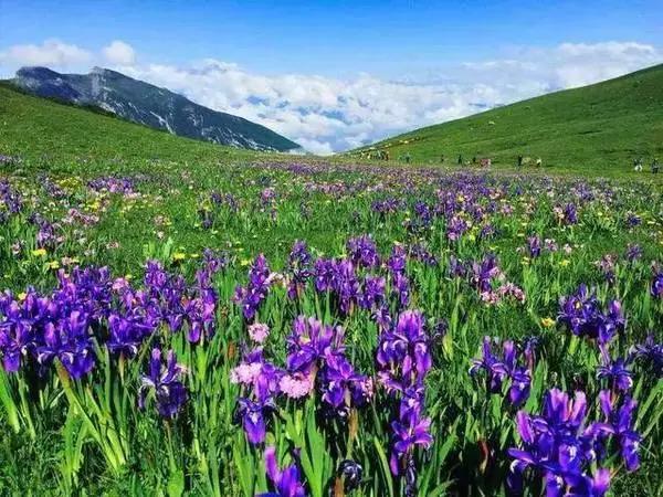 端午带你去天国的后花园 九顶山 花海