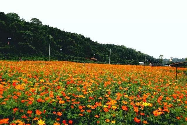 绣球花,鸢尾,格桑花,波斯菊等 漫山遍野花开正盛带来舒适好心情 ↓↓