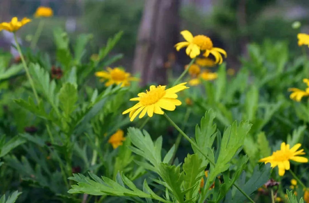 【川康植物图鉴】如何让你遇见我,在我最美丽的时刻