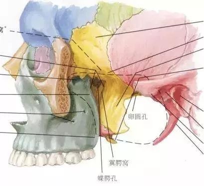 瞄准前上方蝶腭神经节所在的位置,徐徐送入