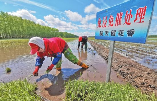 脍炙人口蚂蚁农场_脍炙人口图片(2)