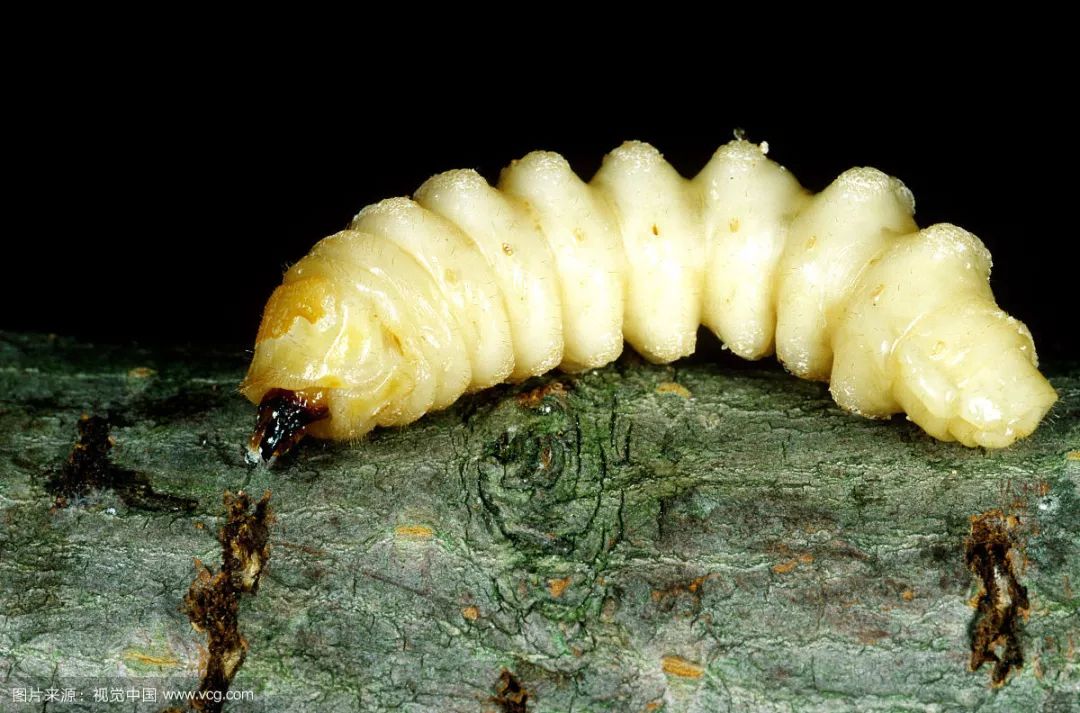 天牛幼虫危害症状:成虫啃食枝干表皮,产卵于表皮下;幼虫啃食树皮,蛀