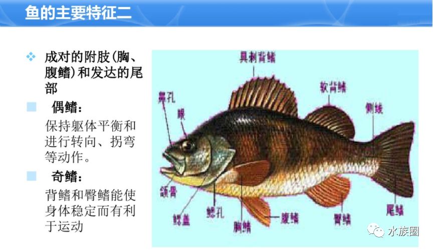 水族人口_这里被来过的人称为 上帝的水族箱(2)