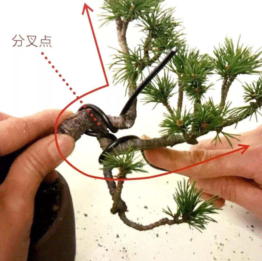 悬崖型盆景制作方法,一根金属丝,让你见识什么叫化腐朽为神奇