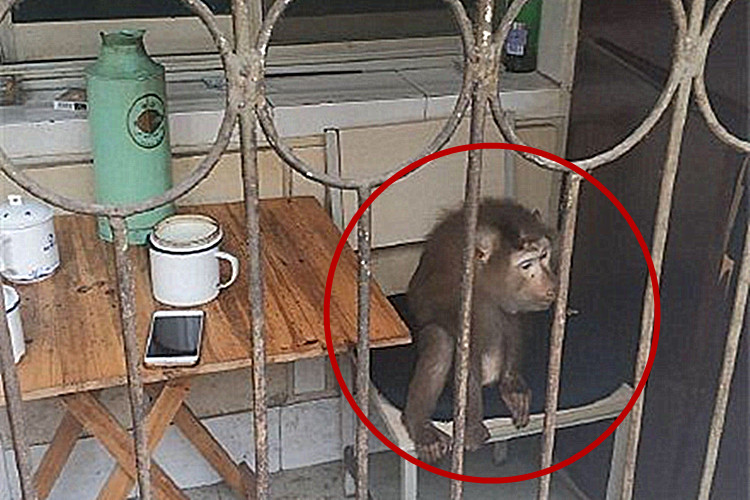 原創
            紹興一猴子逃出動物園，抓捕過程堪比電影：你也是花果山來的？ 寵物 第1張