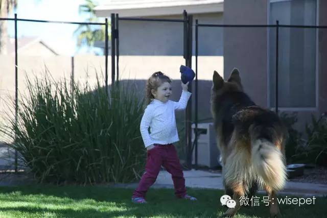                     关于狗，孩子应该知道的10件事