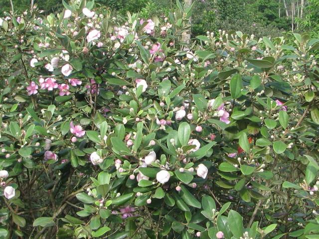 广西河池宜州区: 稔子花开烂漫时,旅人流连忘返中