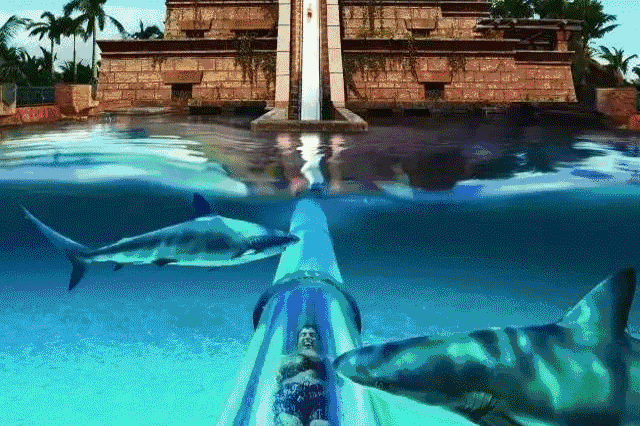 壁纸 海底 海底世界 海洋馆 水族馆 640_426 gif 动态图 动图