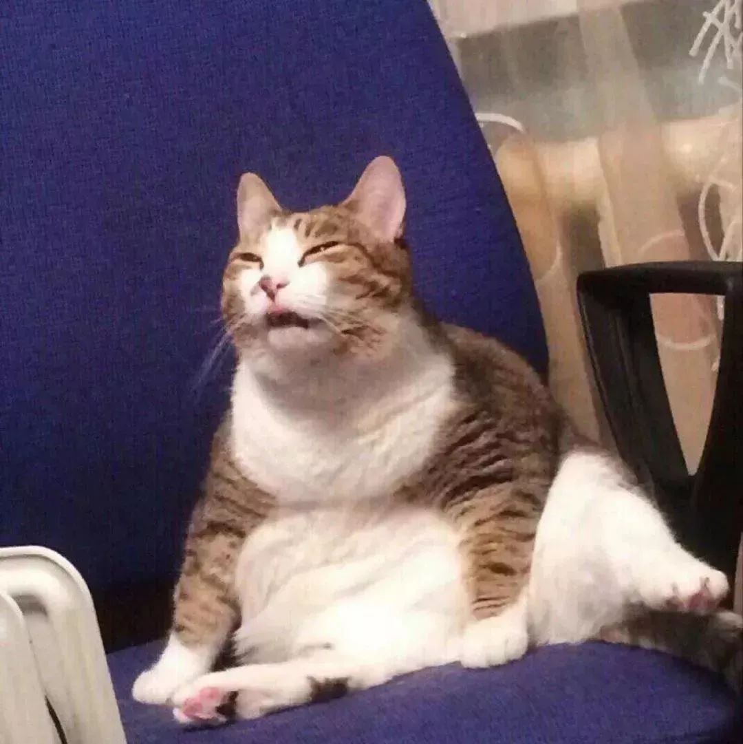 一只猫揪了小牛一下猜一成语_猜五个成语图片车猫(2)