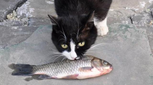 原創
            貓咪其實不喜吃魚，鏟屎官大量餵食將導致愛貓出現四點不良反應 寵物 第10張