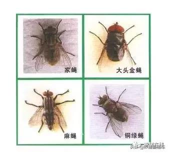 蚊蝇也能传非瘟?夏季防非谈蚊蝇