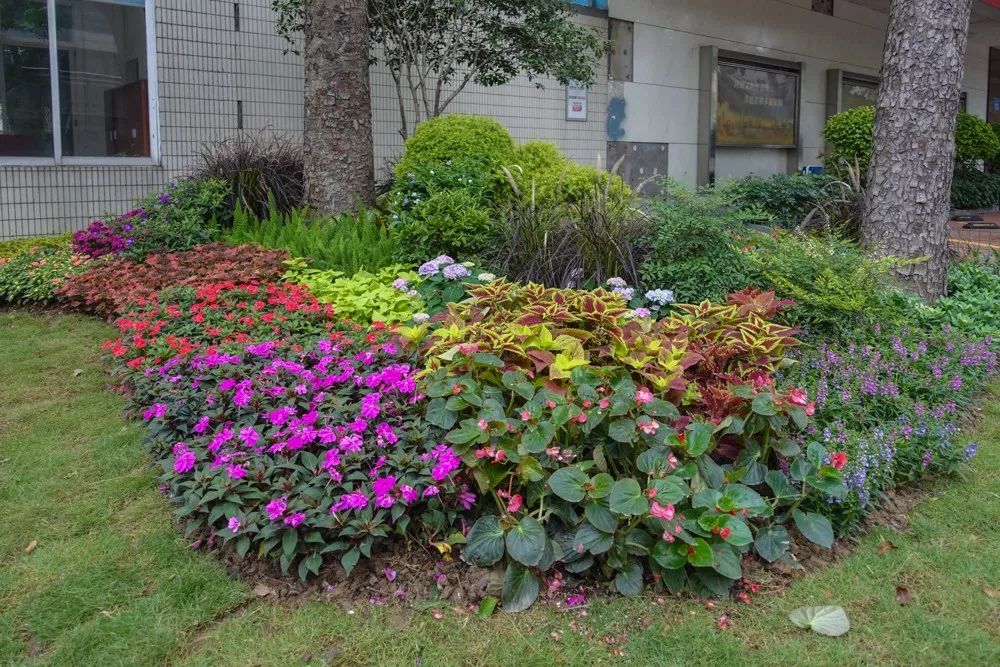 道路花镜迷人眼!禅城首次在道路尝鲜打造惊艳"花境"!