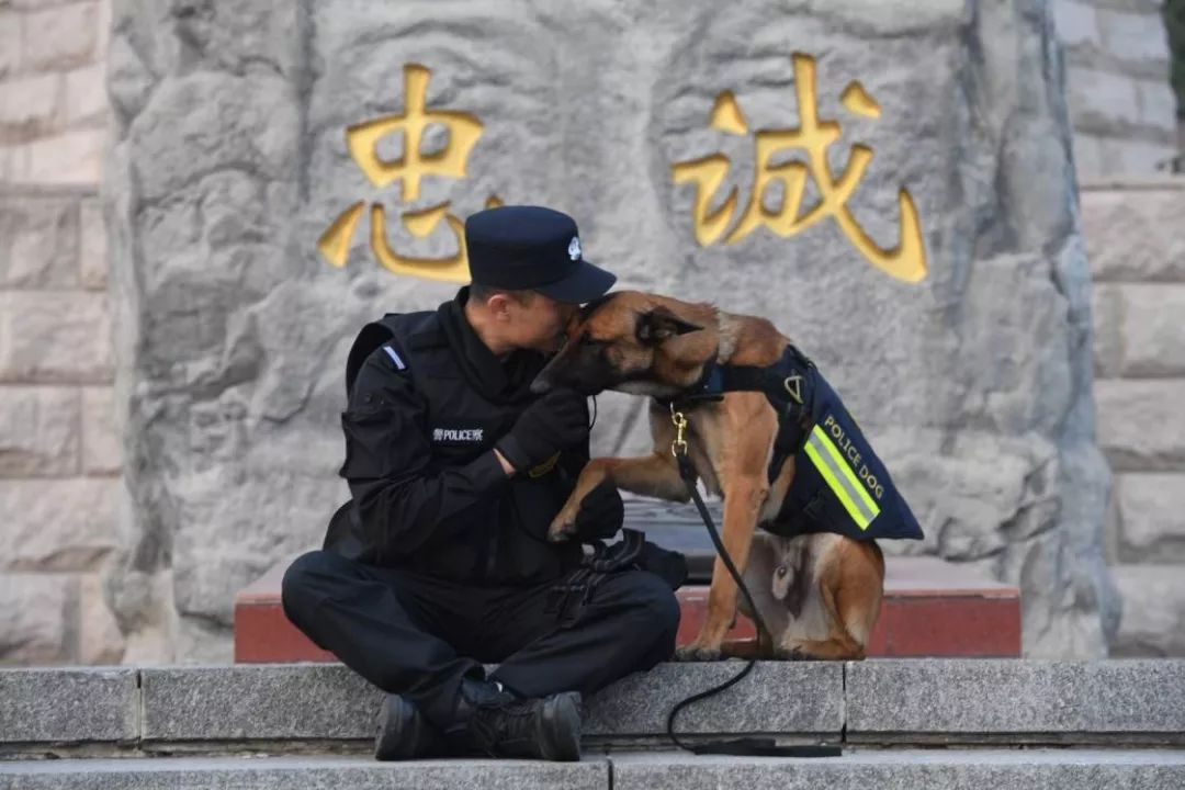 你從未見過的警犬墓地！那些警察與警犬刻骨銘心的故事…… 寵物 第11張