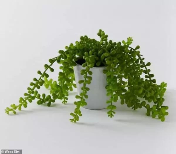 室内植物排行_疫情推动室内绿植热潮,”植物网红“流量飙升(2)