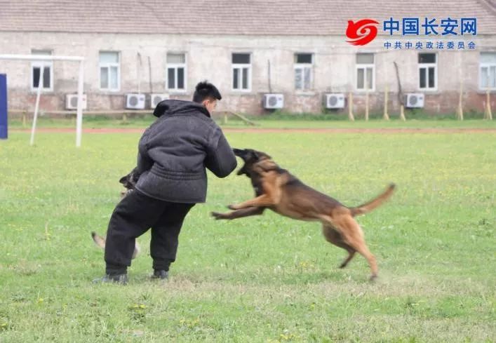 你從未見過的警犬墓地！那些警察與警犬刻骨銘心的故事…… 未分類 第1張