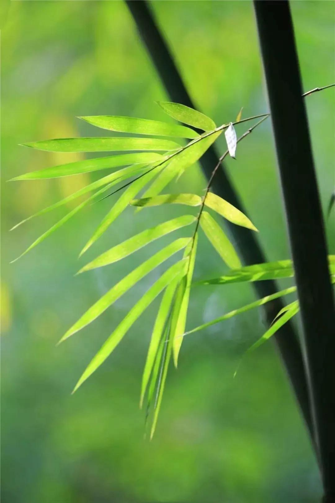 经典音乐:葫芦丝《竹楼情歌》淡美朴素,心静怡然