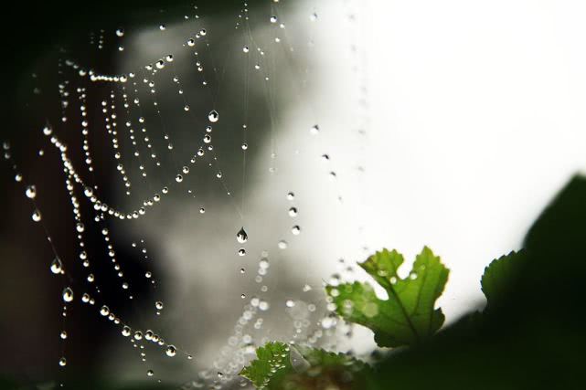 读睡古诗词 深夜寒窗疏雨骤,梧桐和泪捻瑶琴