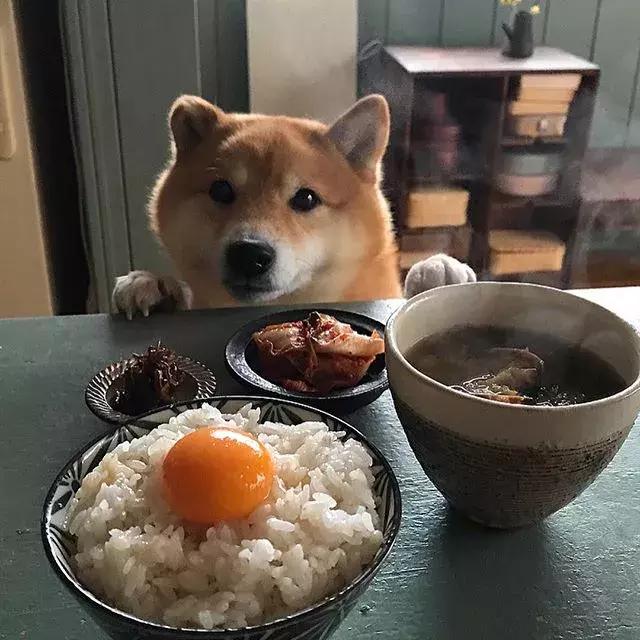 日本一柴犬陪主人吃饭的照片火遍ins把网友萌到老泪纵横