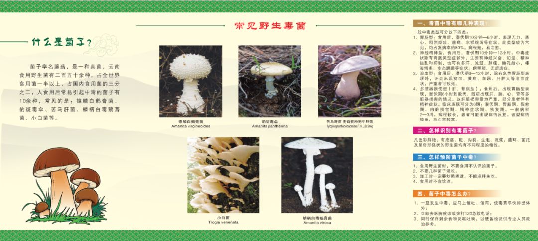 禄丰县预防食用野生菌中毒告知书