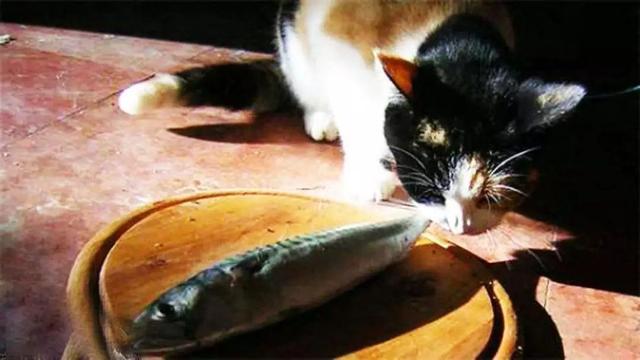 原創
            貓咪其實不喜吃魚，鏟屎官大量餵食將導致愛貓出現四點不良反應 未分類 第2張