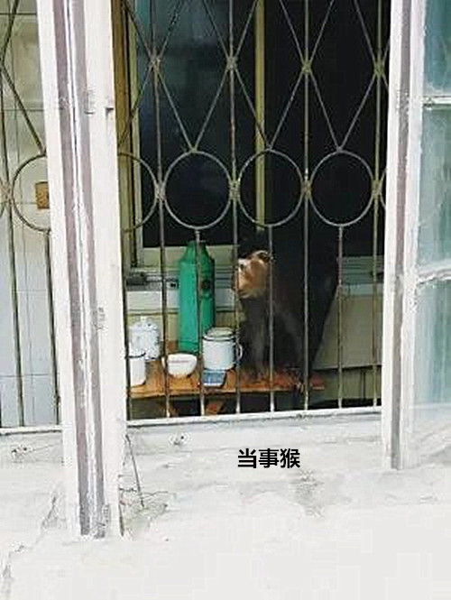 原創
            紹興一猴子逃出動物園，抓捕過程堪比電影：你也是花果山來的？ 寵物 第4張