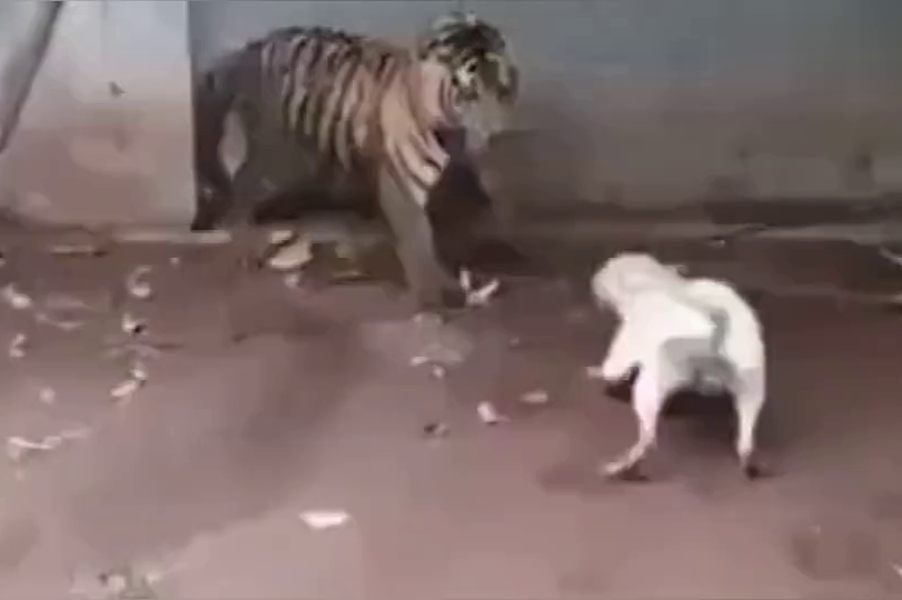 比特犬作死,居然不自量力去挑衅老虎,果然被反杀了