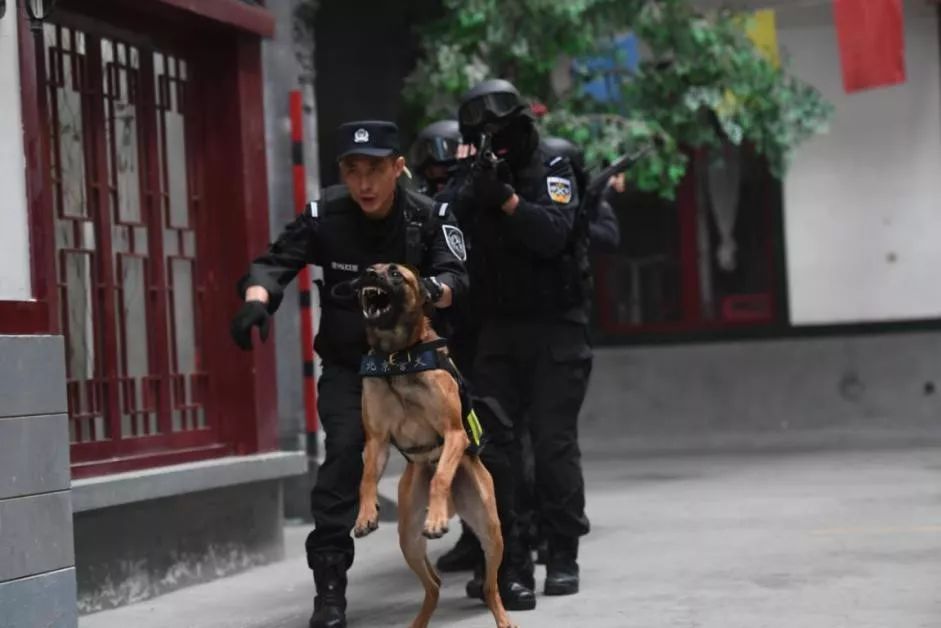 你從未見過的警犬墓地！那些警察與警犬刻骨銘心的故事…… 未分類 第7張