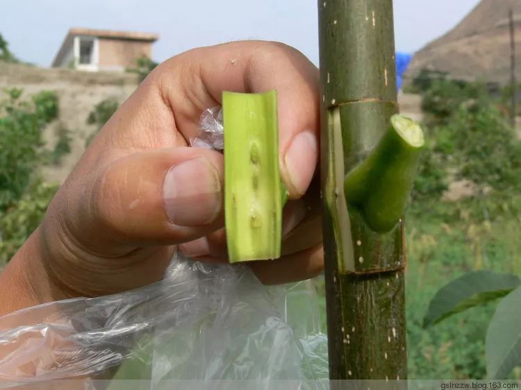 夏天核桃嫁接正当时方块形芽接技术