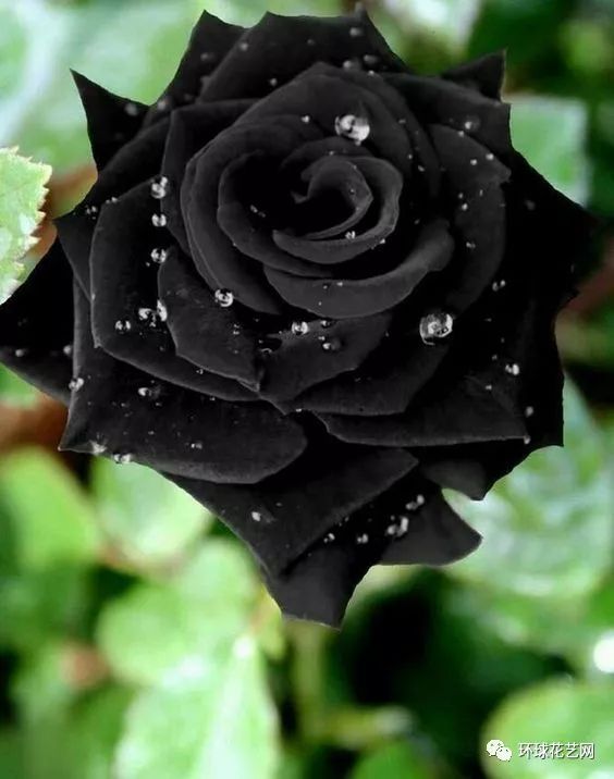 难得一见的黑色系花材都在这了,美是真美,贵是si贵
