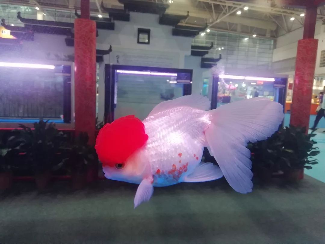 来国艺看美丽金鱼感受福州城市名片的魅力所在