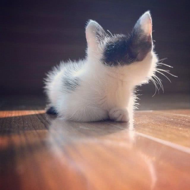 但是不重要,我们假装这是一只加大版奶猫,嗯~这小身板,想揉揉~看背影