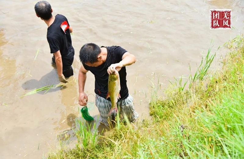 夏季徒手稻田抓鱼,绵阳北川安昌宝林,您见过吗?