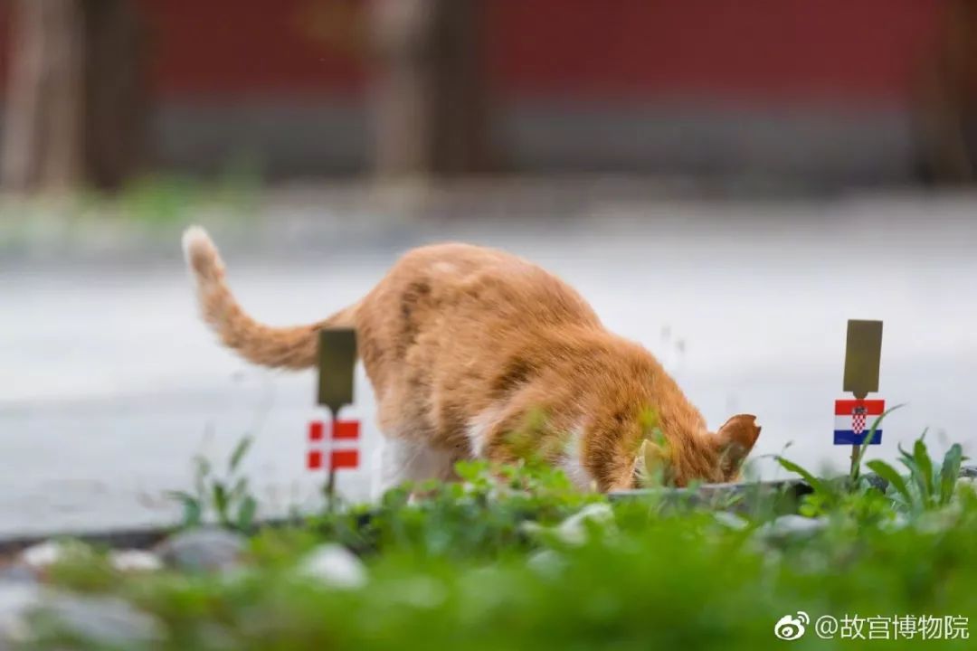 故宫的猫