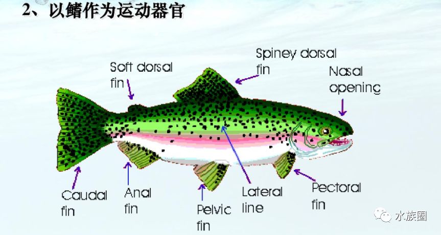 水族人口_这里被来过的人称为 上帝的水族箱(2)