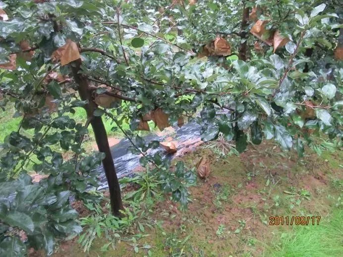 苹果膨大后期落果怎么办?这些农药配方效果不错