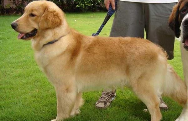 地球上5大性格最好的中大型犬,金毛与萨摩