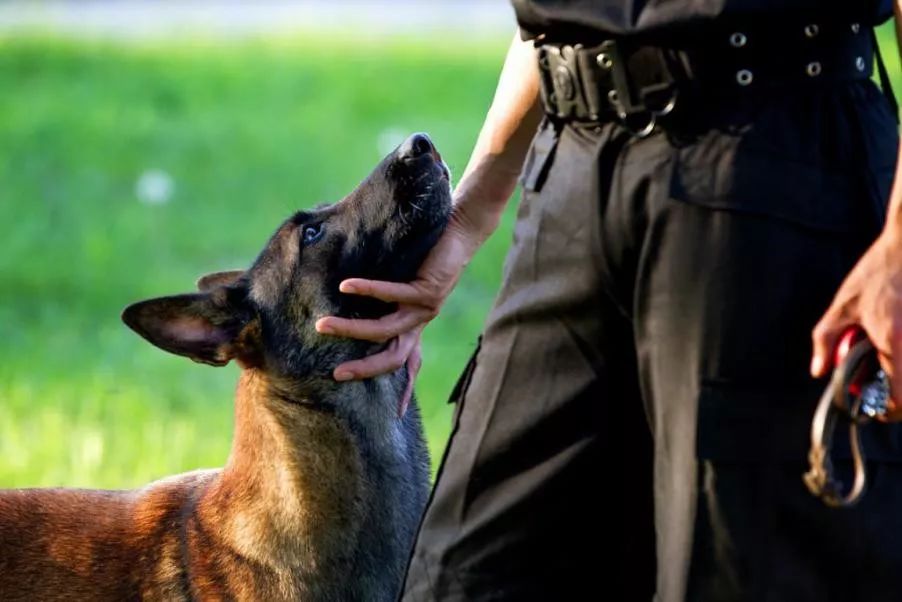 你從未見過的警犬墓地！那些警察與警犬刻骨銘心的故事…… 寵物 第9張