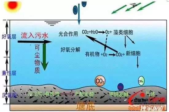 浅谈水质富营养化和底改调水_水体