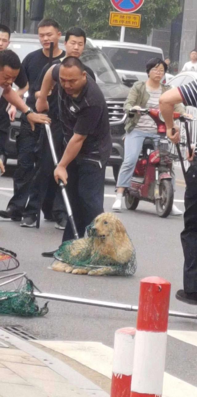 有的城市打狗杀狗有的城市建遛狗专区差距怎就这么大