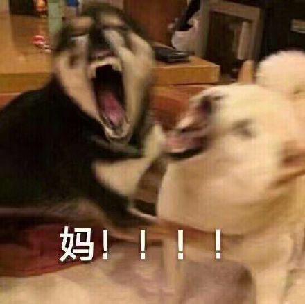猫咪跟妈妈要生活费表情包|妈,我没钱啦