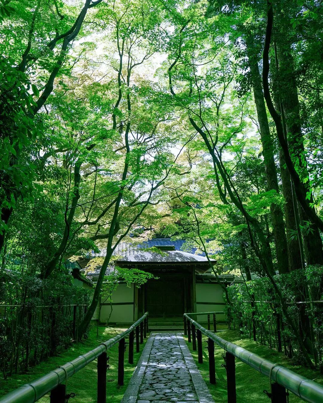 20座日本京都夏日禅庙美景图!透着一股子清凉.