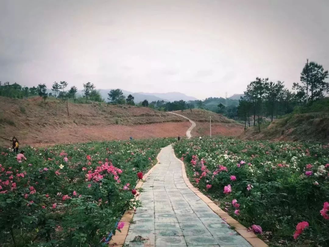 —教育南路(国土资源局)—主田镇莲花小学—香草世界森林公园(目的地)