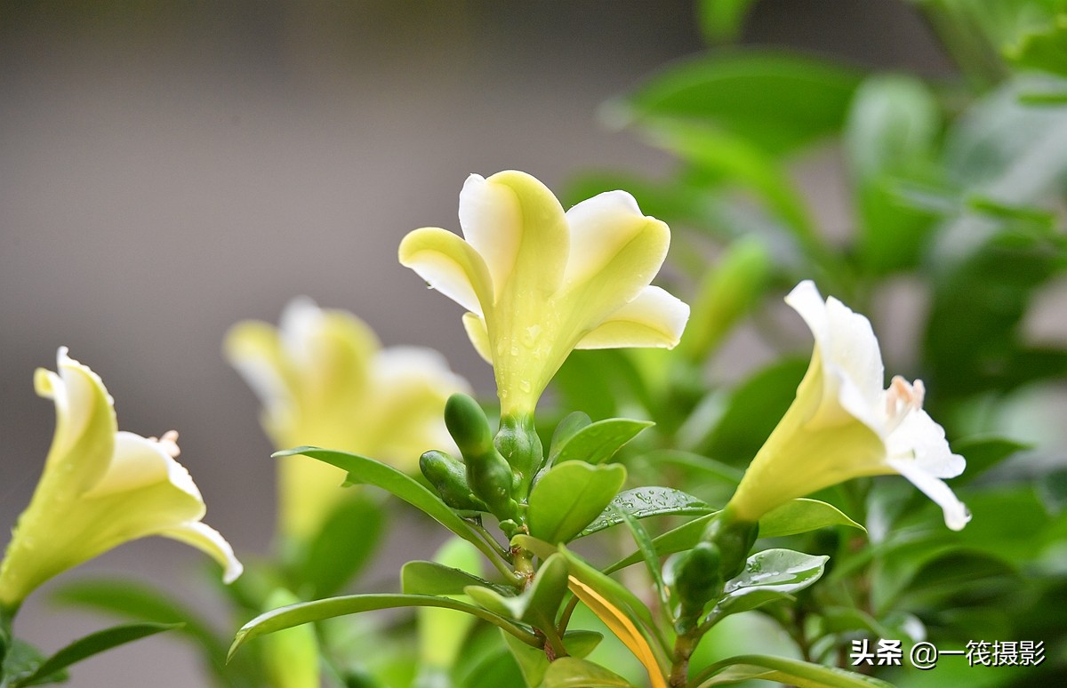 灰莉花大形,芳香,终年青翠碧绿,长势良好,枝繁叶茂,树形优美,叶片近