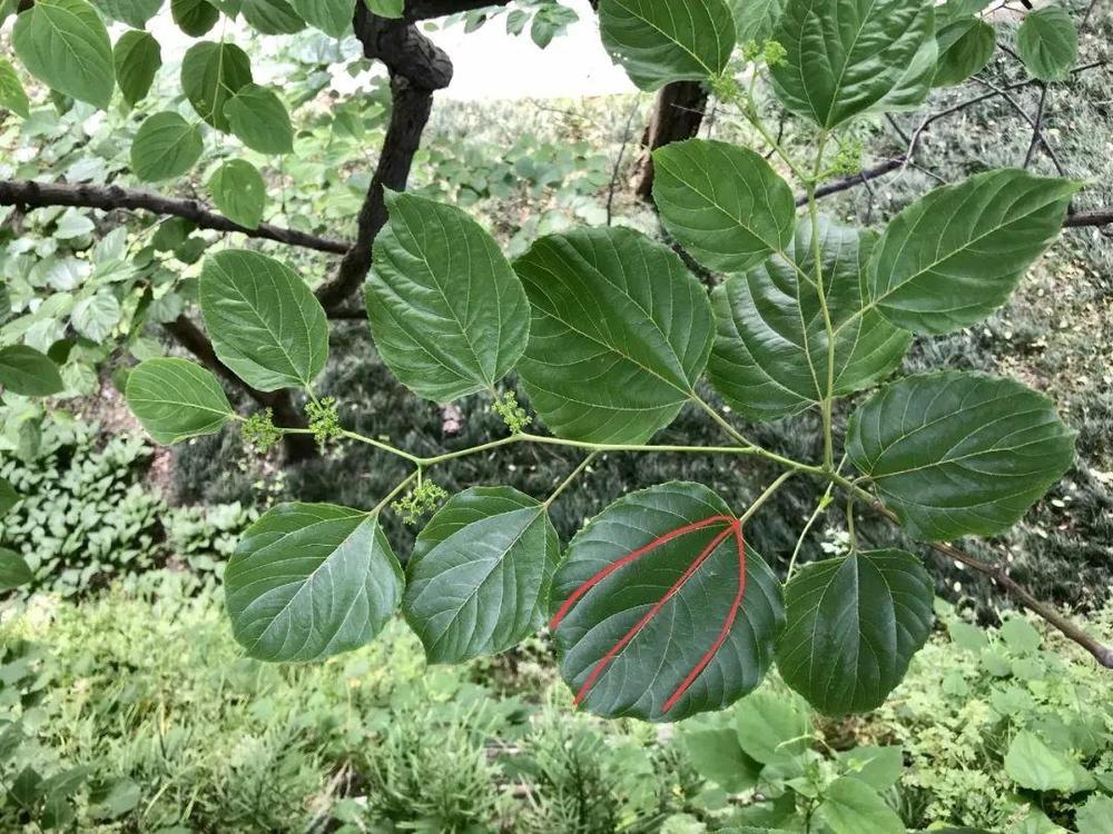 再观察叶子,卵圆形或心形,边缘有小锯齿,有着典型的基生三出脉.