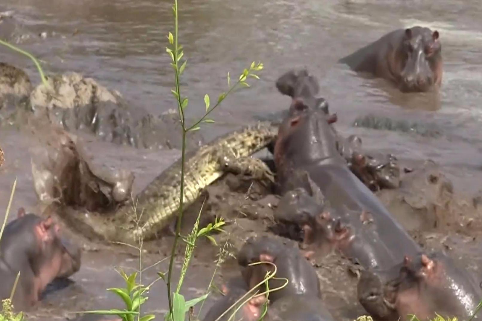 鳄鱼闯入河马领地发生惨烈的一幕镜头拍下全过程