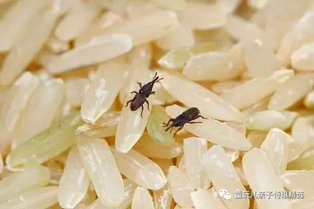 大米怎么样才不长虫 2aa5a18d74a64122b2a0fc8322e10809.jpeg