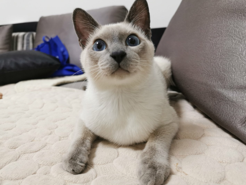 品种最好的暹罗猫是什么 2c67ed59b4264625859937e844eea5bc.png