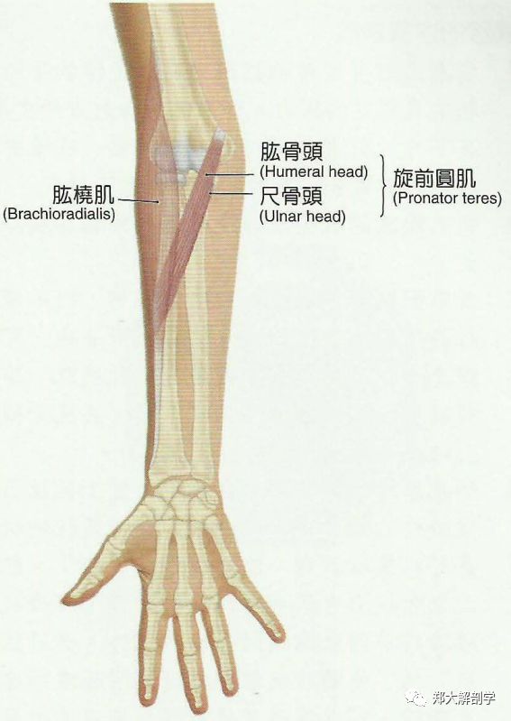 (1)肱桡肌:起点为肱骨外侧髁,止点为桡骨茎突,作用为屈肘关节
