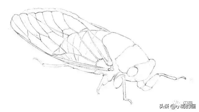 分步讲解手绘一只写实的蝉